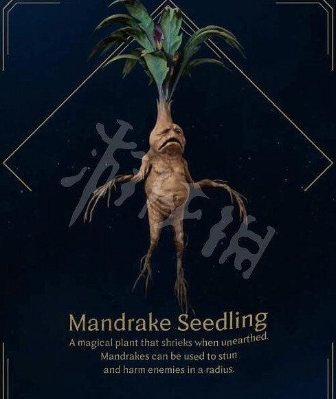 《霍格華茲的傳承》曼德拉草怎麽獲得? 曼德拉草獲取辦法 《霍格華茲的傳承》曼德拉草怎麽獲得? 曼德拉草獲取辦法