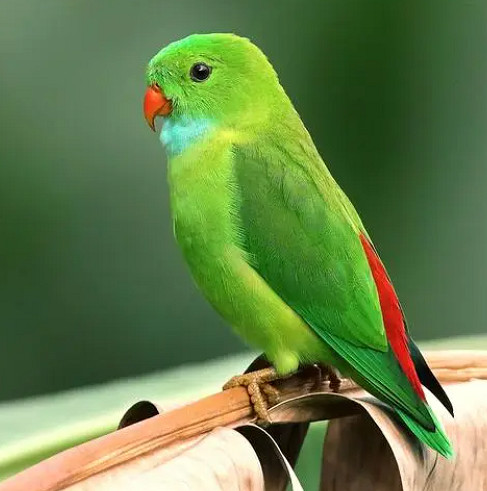 印度一樁九年前的殺人案，因為一隻神探鸚鵡重見天日