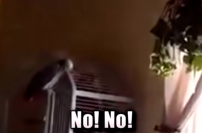 印度一樁九年前的殺人案，因為一隻神探鸚鵡重見天日