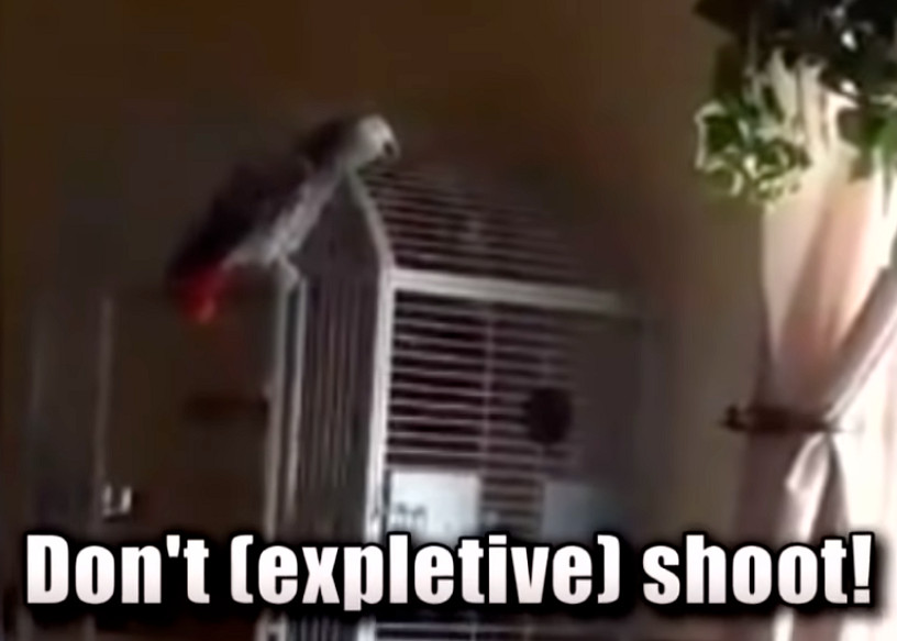 印度一樁九年前的殺人案，因為一隻神探鸚鵡重見天日