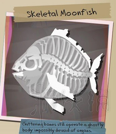 《漁帆暗湧》月亮魚介紹  月亮魚是什麽樣？