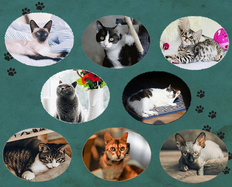 治愈系解謎新遊《貓MIN》開啟眾籌 今秋登陸Switch