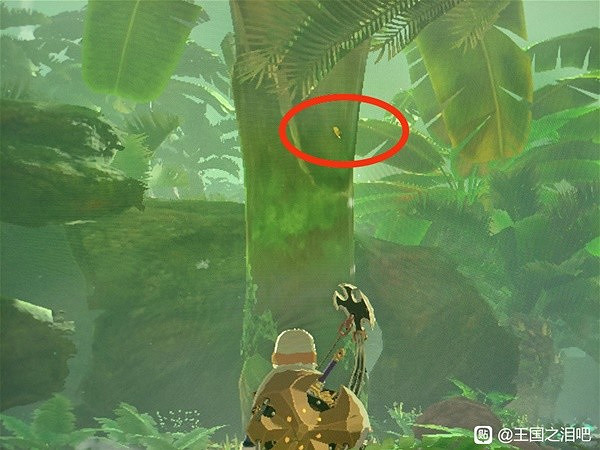 《塞爾達傳說王國之淚》螃蟹與獨角仙收集分享 螃蟹與獨角仙位置在哪? 《塞爾達傳說王國之淚》螃蟹與獨角仙收集分享 螃蟹與獨角仙位置在哪?