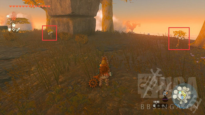 《塞爾達傳說王國之淚》閃耀果哪裡多？ 閃耀果速刷位置