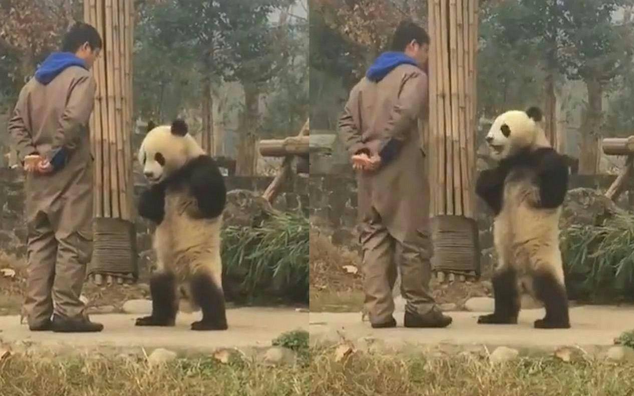 是胖絨球還是食鐵獸?熊貓在遊戲領域如何大施拳腳 是胖絨球還是食鐵獸?熊貓在遊戲領域如何大施拳腳