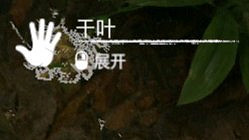 《綠色地獄》全植物訊息分享 《綠色地獄》全植物訊息分享