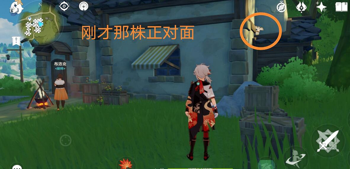 《原神》3.8可莉突破材料慕風蘑菇採集路線推薦？