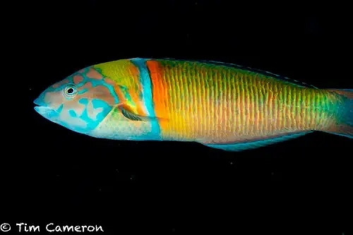 《潛水員戴夫》遊戲裡的魚現實裡長什麽樣?全魚類品種介紹 《潛水員戴夫》遊戲裡的魚現實裡長什麽樣?全魚類品種介紹