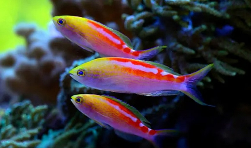 《潛水員戴夫》遊戲裡的魚現實裡長什麽樣?全魚類品種介紹 《潛水員戴夫》遊戲裡的魚現實裡長什麽樣?全魚類品種介紹