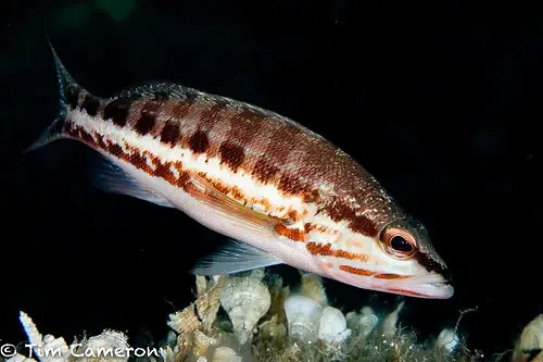 《潛水員戴夫》遊戲裡的魚現實裡長什麽樣?全魚類品種介紹 《潛水員戴夫》遊戲裡的魚現實裡長什麽樣?全魚類品種介紹