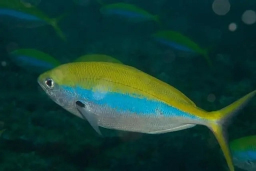 《潛水員戴夫》遊戲裡的魚現實裡長什麽樣?全魚類品種介紹 《潛水員戴夫》遊戲裡的魚現實裡長什麽樣?全魚類品種介紹