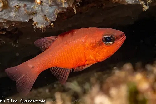 《潛水員戴夫》遊戲裡的魚現實裡長什麽樣?全魚類品種介紹 《潛水員戴夫》遊戲裡的魚現實裡長什麽樣?全魚類品種介紹