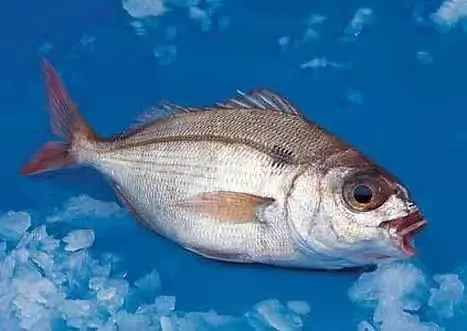 《潛水員戴夫》遊戲裡的魚現實裡長什麽樣?全魚類品種介紹 《潛水員戴夫》遊戲裡的魚現實裡長什麽樣?全魚類品種介紹