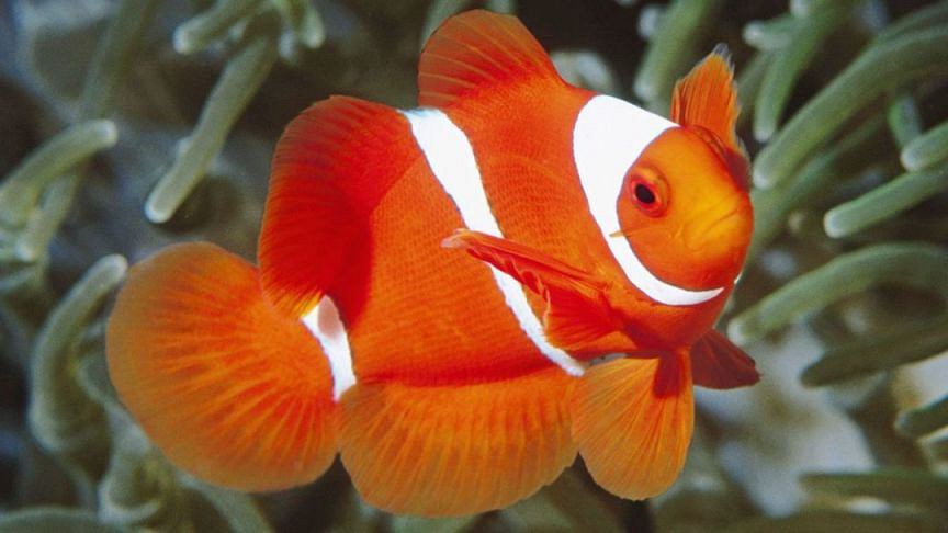 《潛水員戴夫》遊戲裡的魚現實裡長什麽樣?全魚類品種介紹 《潛水員戴夫》遊戲裡的魚現實裡長什麽樣?全魚類品種介紹