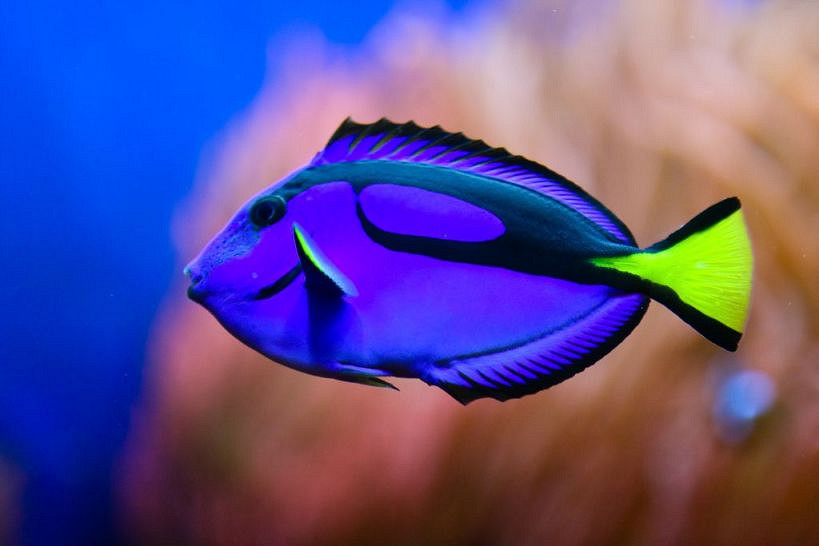 《潛水員戴夫》遊戲裡的魚現實裡長什麽樣?全魚類品種介紹 《潛水員戴夫》遊戲裡的魚現實裡長什麽樣?全魚類品種介紹