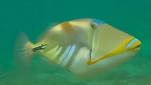 《潛水員戴夫》遊戲裡的魚現實裡長什麽樣?全魚類品種介紹 《潛水員戴夫》遊戲裡的魚現實裡長什麽樣?全魚類品種介紹