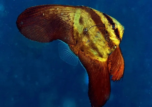 《潛水員戴夫》遊戲裡的魚現實裡長什麽樣?全魚類品種介紹 《潛水員戴夫》遊戲裡的魚現實裡長什麽樣?全魚類品種介紹