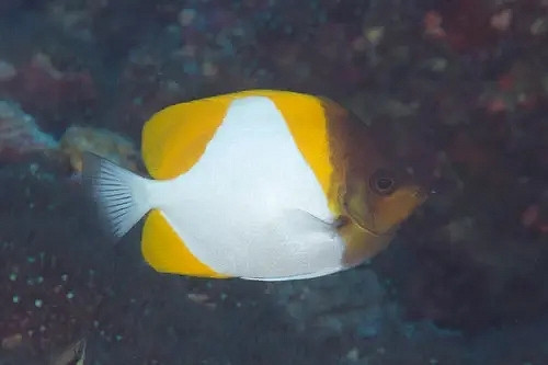 《潛水員戴夫》遊戲裡的魚現實裡長什麽樣?全魚類品種介紹 《潛水員戴夫》遊戲裡的魚現實裡長什麽樣?全魚類品種介紹