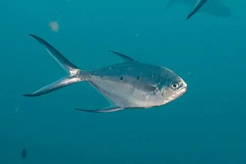 《潛水員戴夫》遊戲裡的魚現實裡長什麽樣?全魚類品種介紹 《潛水員戴夫》遊戲裡的魚現實裡長什麽樣?全魚類品種介紹