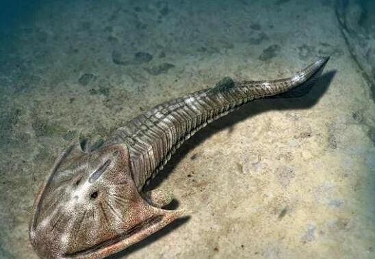 《潛水員戴夫》鐮甲魚在哪抓？鐮甲魚位置分享