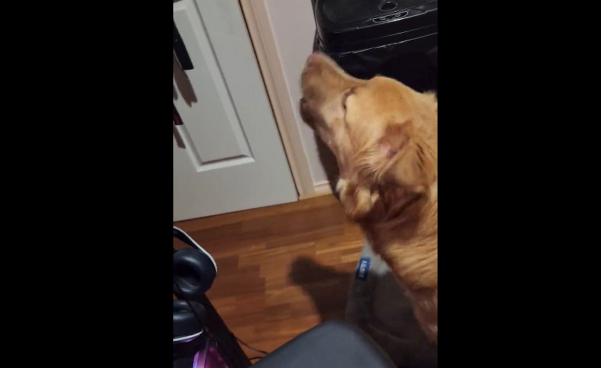 玩家在《柏德之門3》裡擼狗 自家狗狗看到後不開心了 玩家在《柏德之門3》裡擼狗 自家狗狗看到後不開心了