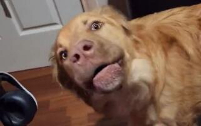 玩家在《柏德之門3》裡擼狗 自家狗狗看到後不開心了 玩家在《柏德之門3》裡擼狗 自家狗狗看到後不開心了