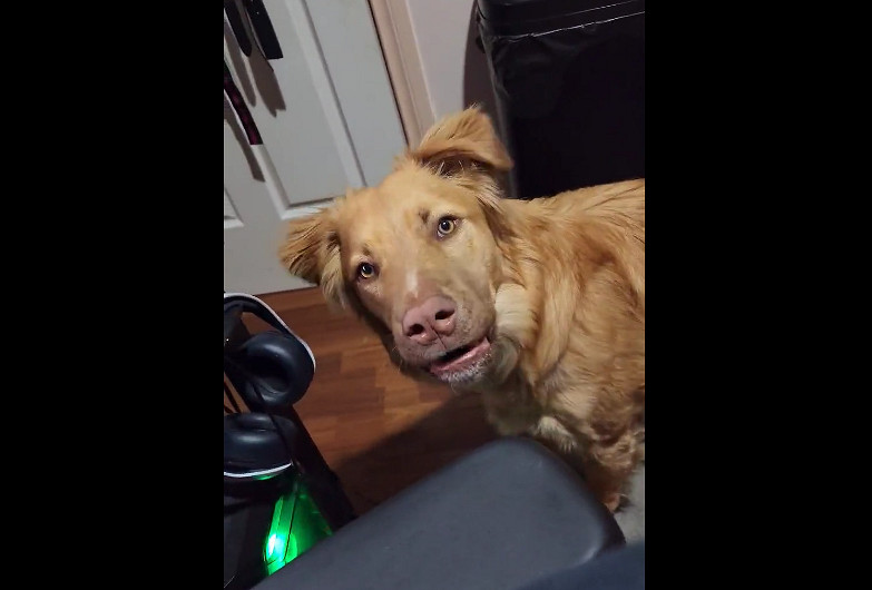 玩家在《柏德之門3》裡擼狗 自家狗狗看到後不開心了 玩家在《柏德之門3》裡擼狗 自家狗狗看到後不開心了