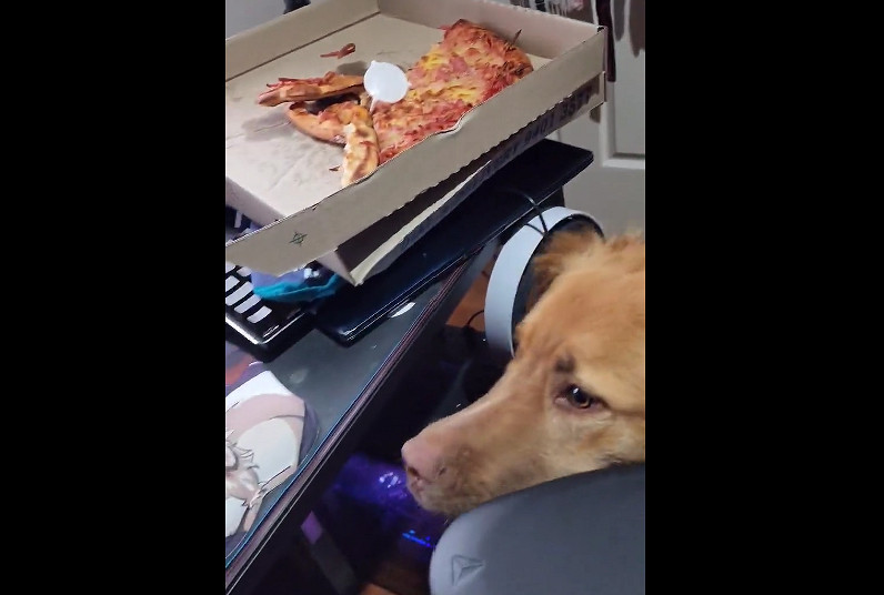 玩家在《柏德之門3》裡擼狗 自家狗狗看到後不開心了 玩家在《柏德之門3》裡擼狗 自家狗狗看到後不開心了