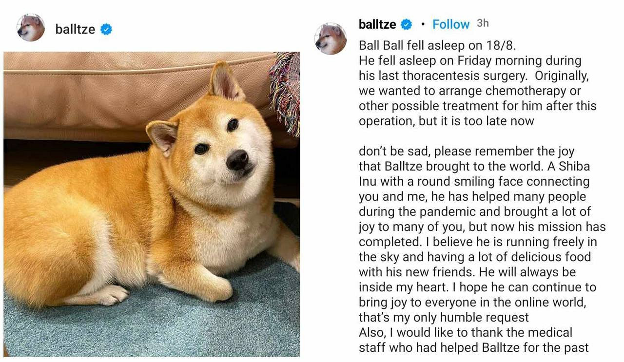 晚報:表情包小狗Cheems去世 《柏德之門3》IGN滿分 晚報:表情包小狗Cheems去世 《柏德之門3》IGN滿分