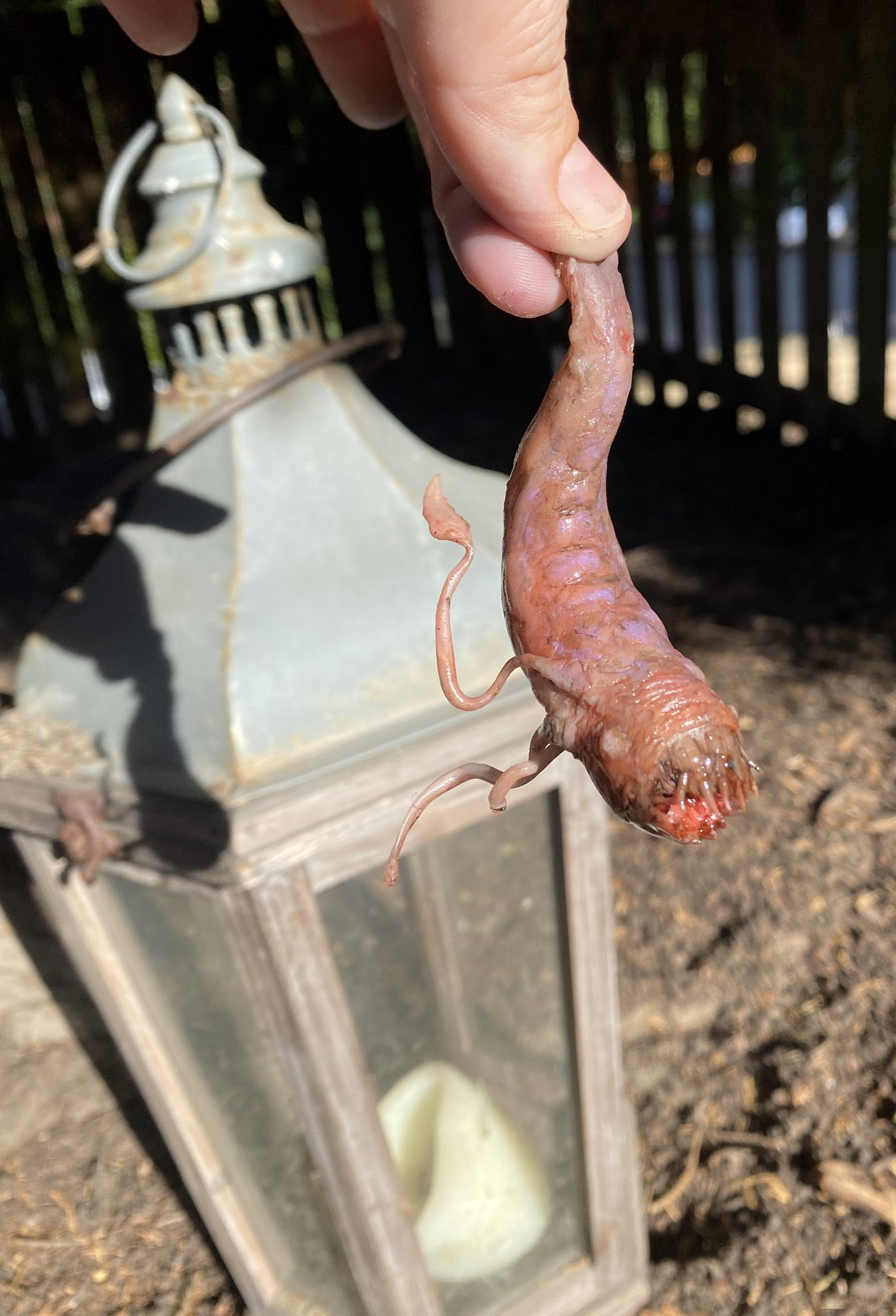 玩家自製《柏德之門3》奪心魔幼蟲超還原!官方點讚 玩家自製《柏德之門3》奪心魔幼蟲超還原!官方點讚