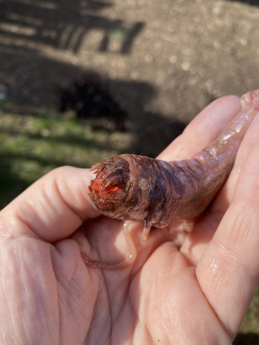 玩家自製《柏德之門3》奪心魔幼蟲超還原!官方點讚 玩家自製《柏德之門3》奪心魔幼蟲超還原!官方點讚