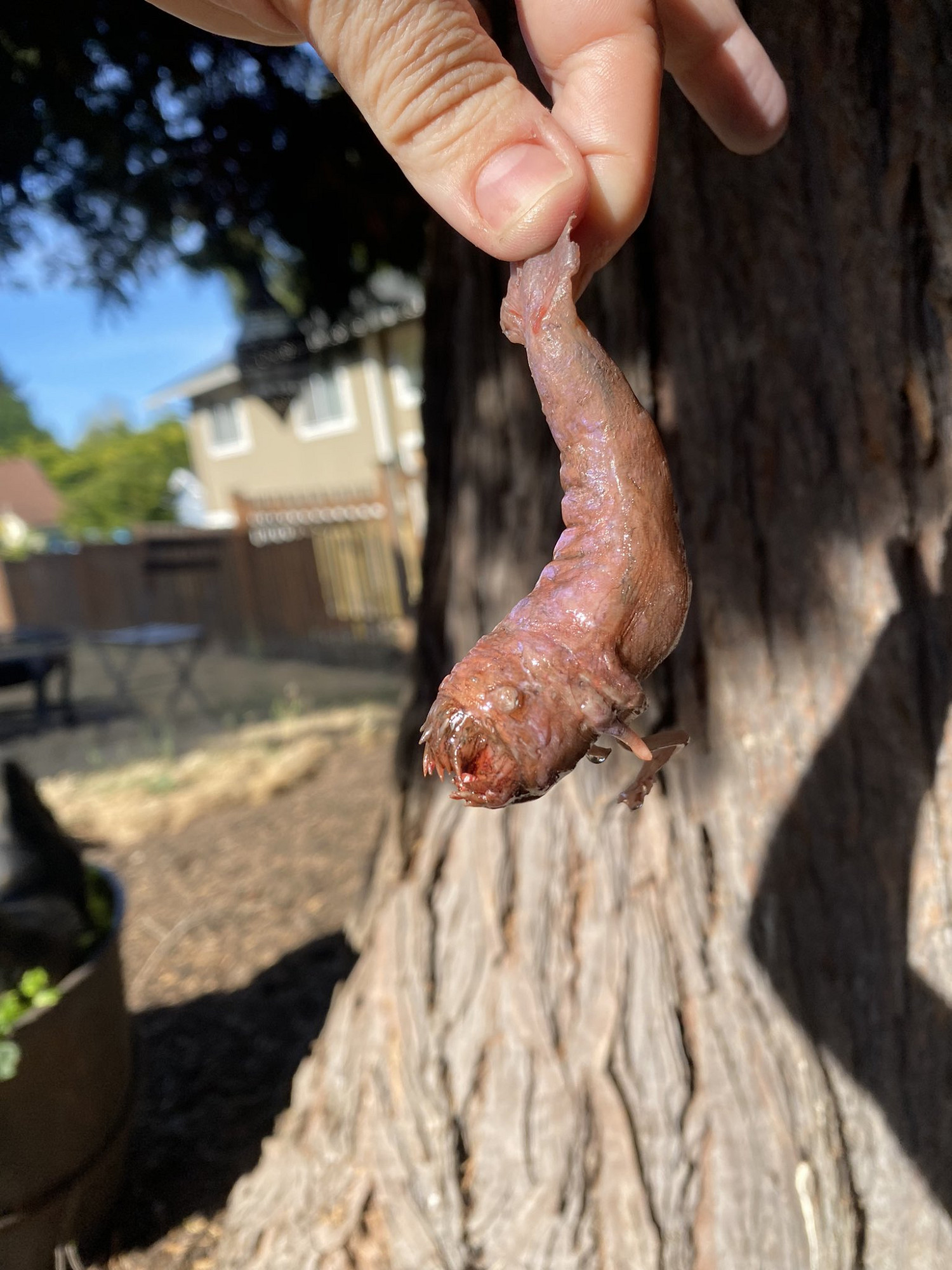 玩家自製《柏德之門3》奪心魔幼蟲超還原!官方點讚 玩家自製《柏德之門3》奪心魔幼蟲超還原!官方點讚