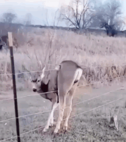 男子打劫只要妹子原味襪子 動圖 這個圖你一定喊臥槽