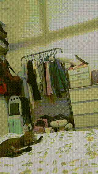 男子打劫只要妹子原味襪子 動圖 這個圖你一定喊臥槽