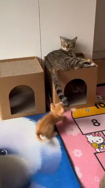 男子打劫只要妹子原味襪子 動圖 這個圖你一定喊臥槽