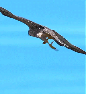 男子打劫只要妹子原味襪子 動圖 這個圖你一定喊臥槽