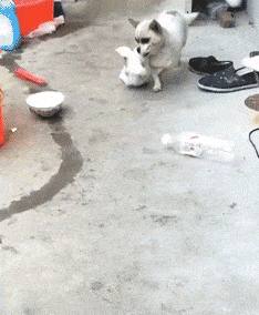 男子打劫只要妹子原味襪子 動圖 這個圖你一定喊臥槽