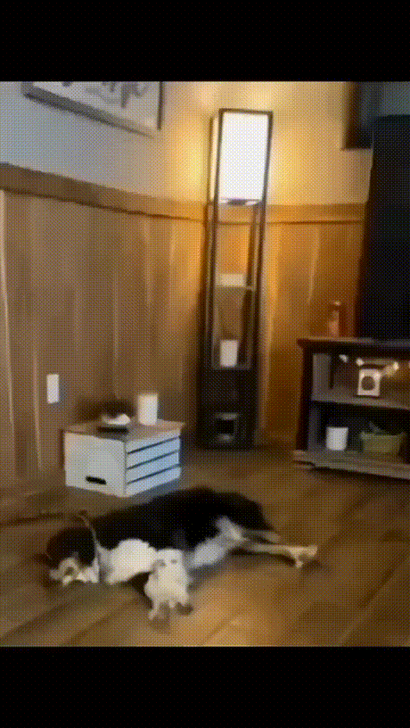 男子打劫只要妹子原味襪子 動圖 這個圖你一定喊臥槽