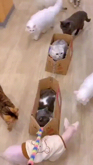 男子打劫只要妹子原味襪子 動圖 這個圖你一定喊臥槽