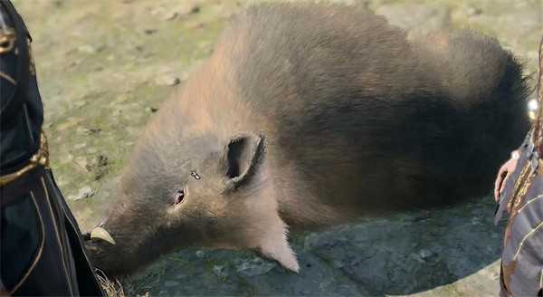 《柏德之門3》開局野豬介紹