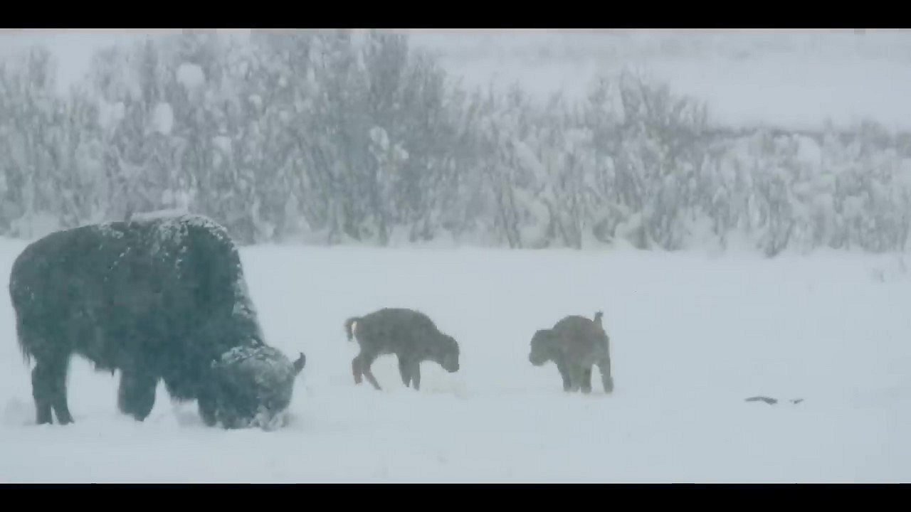 凱奇新作《屠夫十字鎮》預告 10月20北美上映 凱奇新作《屠夫十字鎮》預告 10月20北美上映