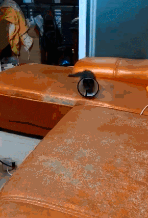 這絕對是隔壁老王吧 動圖 缺德地圖持續為您導航！