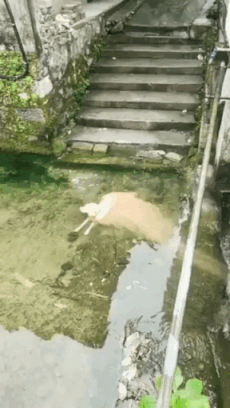 這絕對是隔壁老王吧 動圖 缺德地圖持續為您導航！