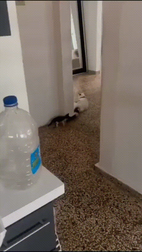 這絕對是隔壁老王吧 動圖 缺德地圖持續為您導航！