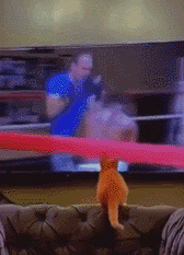 這絕對是隔壁老王吧 動圖 缺德地圖持續為您導航！