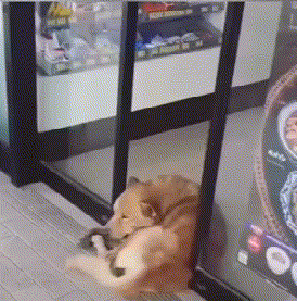 這絕對是隔壁老王吧 動圖 缺德地圖持續為您導航！