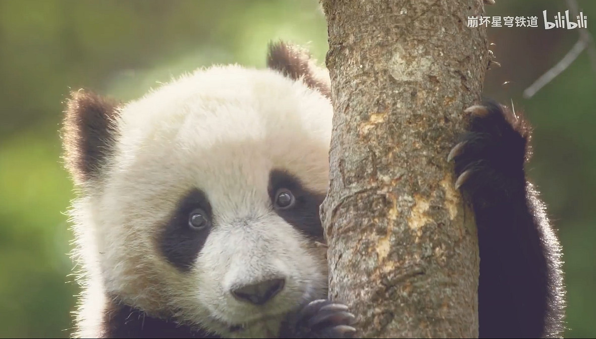 《崩鐵》現實邀約PV公布:與三月七一起探索成都之美！