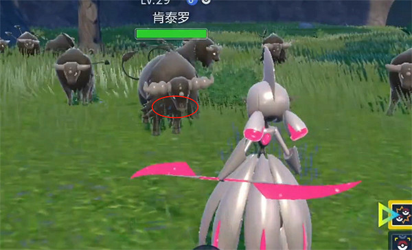 《寶可夢朱紫》肯泰羅亞種介紹