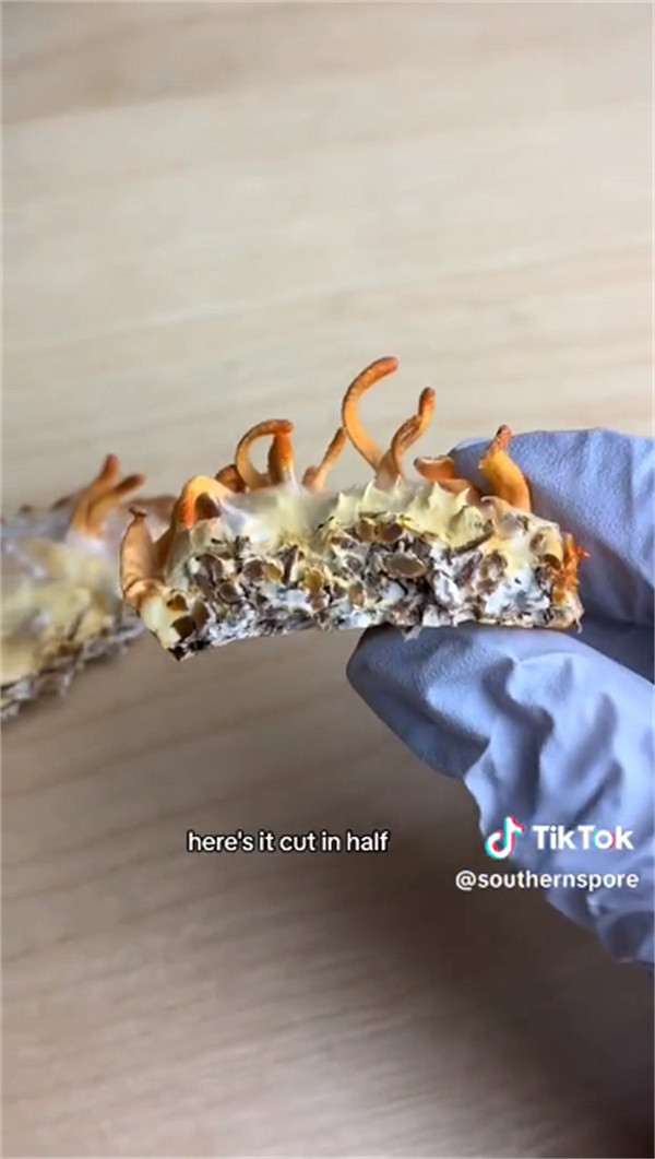 太重口了!《美末》粉絲竟用身體組織培育蟲草菌並品嚐 太重口了!《美末》粉絲竟用身體組織培育蟲草菌並品嚐