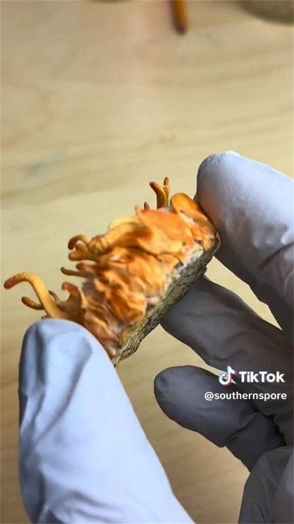 太重口了!《美末》粉絲竟用身體組織培育蟲草菌並品嚐 太重口了!《美末》粉絲竟用身體組織培育蟲草菌並品嚐